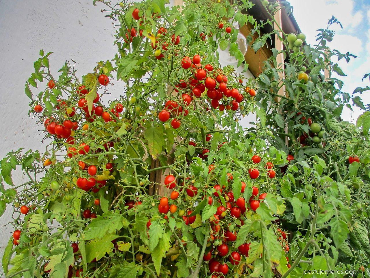 Rajče divoké